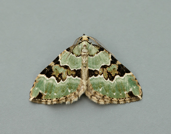 70.100 BF1776 Green Carpet Colostygia pectinataria