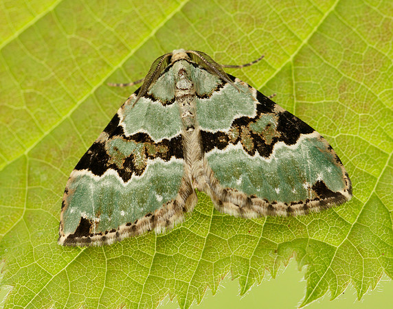 70.100 BF1776 Green Carpet Colostygia pectinataria