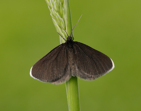 70.130 BF1870 Chimney Sweeper Odezia atrata