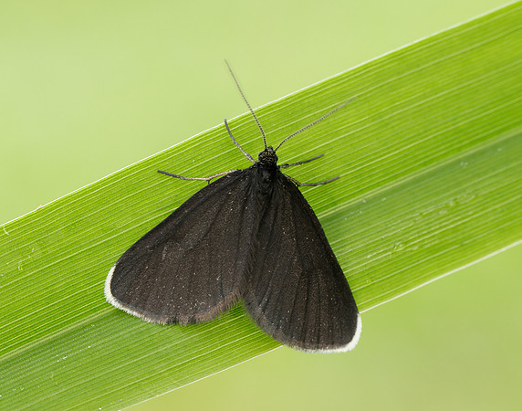 70.130 BF1870 Chimney Sweeper Odezia atrata