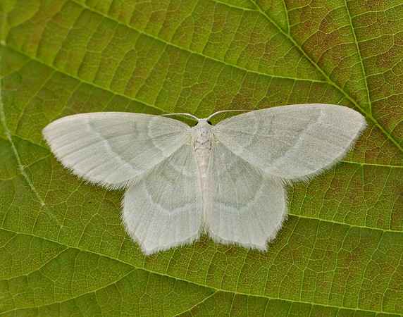 0.303 BF1674 Little Emerald Jodis lactearia