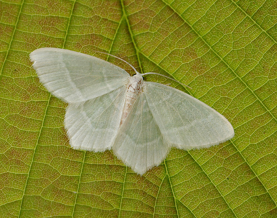 0.303 BF1674 Little Emerald Jodis lactearia