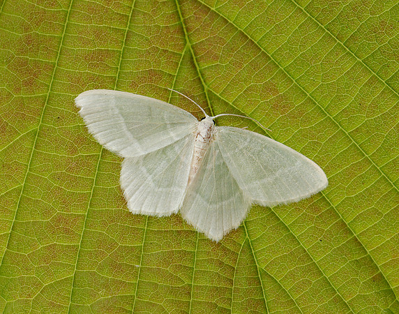 0.303 BF1674 Little Emerald Jodis lactearia