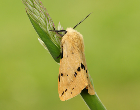 72.019 BF2061 Buff Ermine Spilosoma lutea