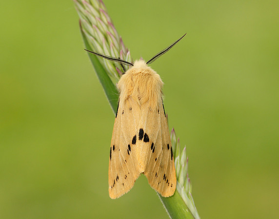 72.019 BF2061 Buff Ermine Spilosoma lutea