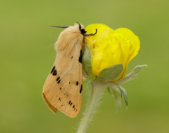 72.019 BF2061 Buff Ermine Spilosoma lutea