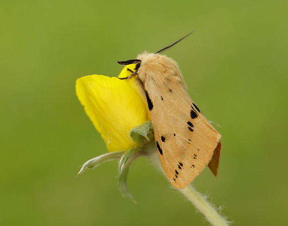 72.019 BF2061 Buff Ermine Spilosoma lutea