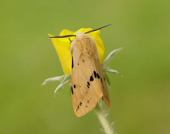 72.019 BF2061 Buff Ermine Spilosoma lutea