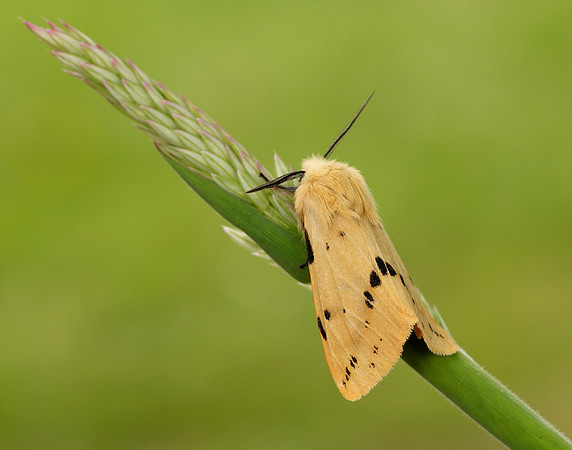 72.019 BF2061 Buff Ermine Spilosoma lutea