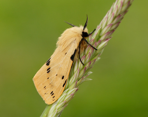 72.019 BF2061 Buff Ermine Spilosoma lutea