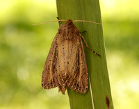 73.136 BF2369 Bulrush Wainscot Nonagria typhae
