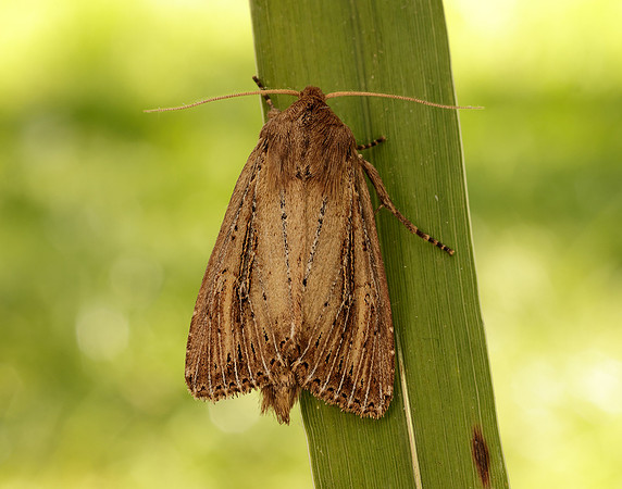 73.136 BF2369 Bulrush Wainscot Nonagria typhae