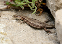 Wall Lizard Podarcis muralis