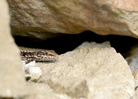 Wall Lizard Podarcis muralis