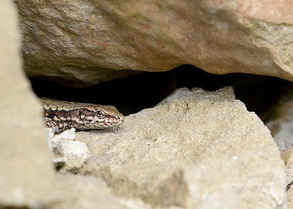 Wall Lizard Podarcis muralis