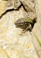 Wall Lizard Podarcis muralis