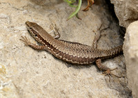 Wall Lizard Podarcis muralis