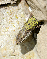 Wall Lizard Podarcis muralis
