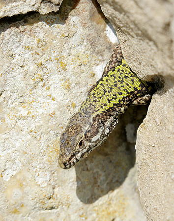Wall Lizard Podarcis muralis