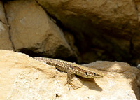 Wall Lizard Podarcis muralis