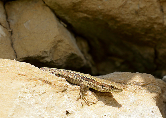 Wall Lizard Podarcis muralis
