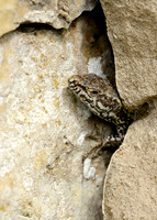 Wall Lizard Podarcis muralis