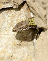 Wall Lizard Podarcis muralis