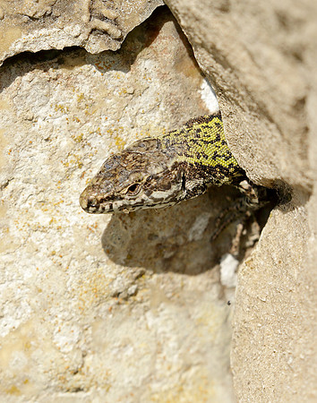 Wall Lizard Podarcis muralis