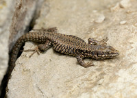 Wall Lizard Podarcis muralis
