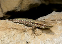 Wall Lizard Podarcis muralis