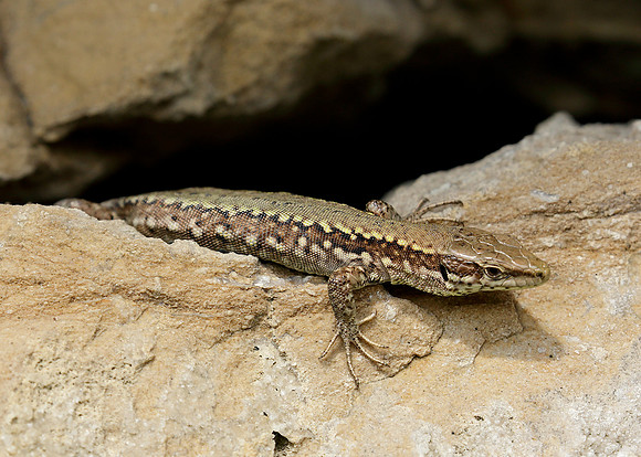 Wall Lizard Podarcis muralis