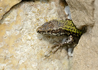Wall Lizard Podarcis muralis