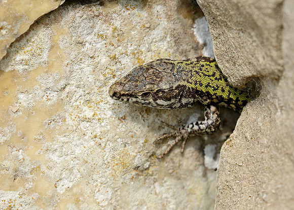 Wall Lizard Podarcis muralis