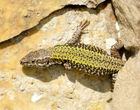 Wall Lizard Podarcis muralis