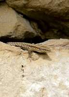 Wall Lizard Podarcis muralis