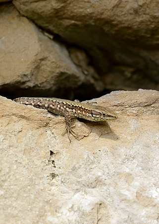 Wall Lizard Podarcis muralis