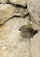 Wall Lizard Podarcis muralis