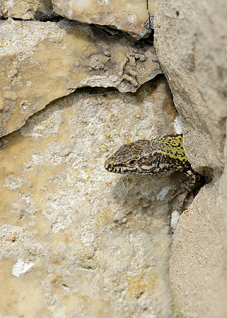 Wall Lizard Podarcis muralis