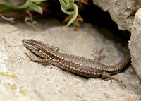 Wall Lizard Podarcis muralis