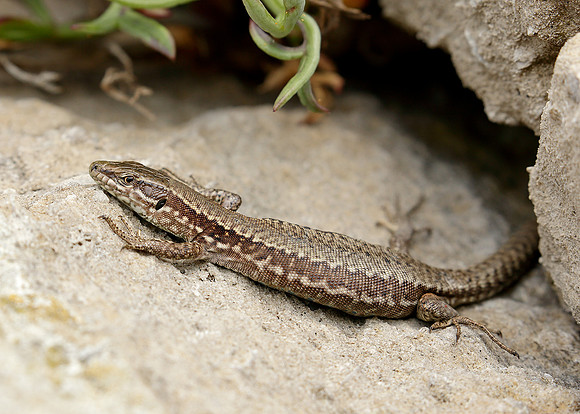 Wall Lizard Podarcis muralis