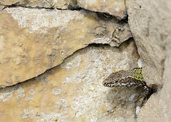 Wall Lizard Podarcis muralis