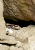 Wall Lizard Podarcis muralis