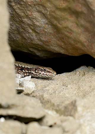 Wall Lizard Podarcis muralis