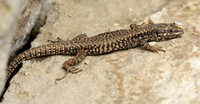 Wall Lizard Podarcis muralis