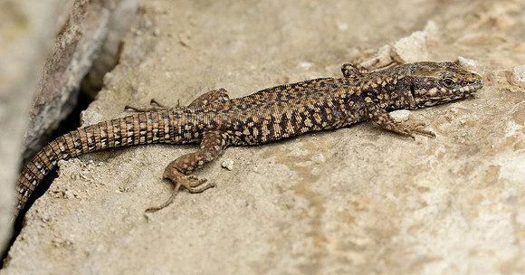 Wall Lizard Podarcis muralis