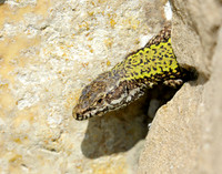 Wall Lizard Podarcis muralis