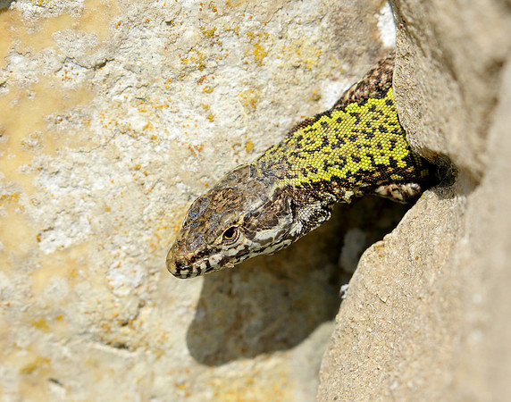 Wall Lizard Podarcis muralis