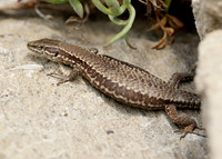 Wall Lizard Podarcis muralis