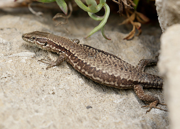 Wall Lizard Podarcis muralis