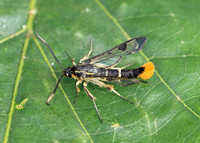Welsh Clearwing Synanthedon scoliaeformis
